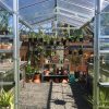American greenhouse 1