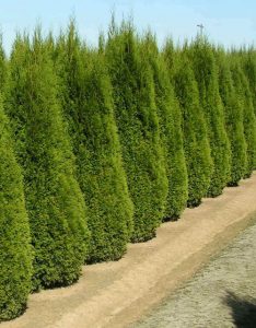 Cedar trees, our timber sheds are made from cedar.