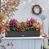 A_BLC_CTG80_gra_BLOOMS_Herbst_2017-1.jpg