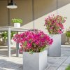 A_CAS40_CAW40_stg_Bouganvillia_2017.jpg