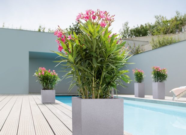 A_CAW_CAS_2_stg_Nerium_oleander.jpg