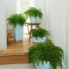 A_Q21_D21_TDR10_SQ30_sblau_Adiantum.jpg