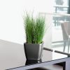 A_Q21_LS_anth_Juncus_Pencil_Grass.jpg