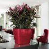 A_Q28_LS_srot_Cordyline_fructiosa.jpg