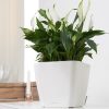 A_Q28_LS_w_Spatiphyllum.jpg