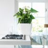 A_Q35_LS_w_Anthurium.jpg