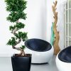 A_Q43_LS_sw_Bonsai_Ficus.jpg