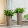 A_RD32_40_tp_Asplenium_nidus-1.jpg
