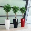 A_RD40_3_w_sw_srot_Ficus_Benjamina_x-1.jpg