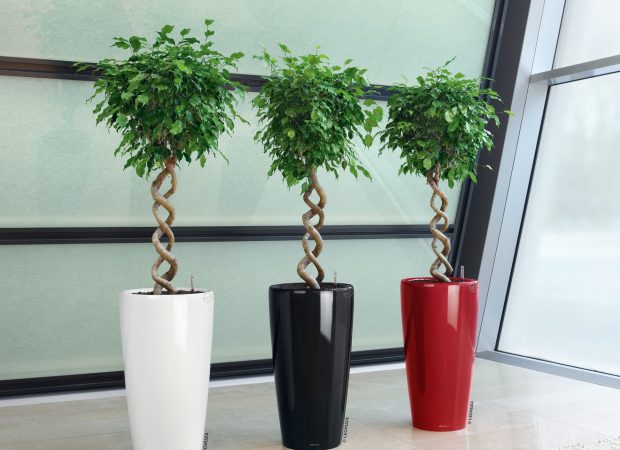 A_RD40_3_w_sw_srot_Ficus_Benjamina_x-1.jpg