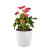 CLASSICO-Color-28-Main-Image.png