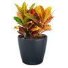 CLASSICO-Color-43-Main-Image.png