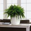Classico-Color-35-Image-1-scaled-1.jpg