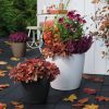 Classico-Color-3543-1-scaled-1.jpg