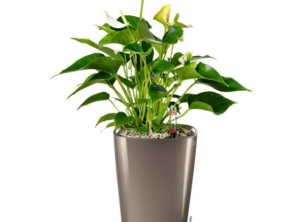 DELTINI-Main-Images.png