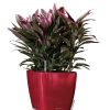 FP_Q28_LS_srot_Cordyline.jpg