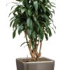 FP_Q43_LS_tp_Dracaena_Janet_Graig.jpg