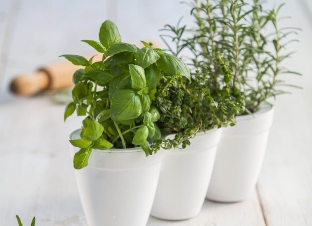 Ivy-Herb-Kit_12.jpg