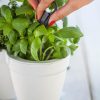 Ivy-Herb-Kit_2.jpg