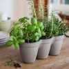 Ivy-Herb-Kit_3.jpg