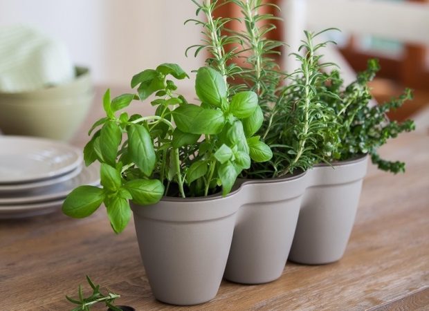 Ivy-Herb-Kit_3.jpg