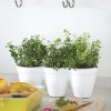 Ivy-Herb-Kit_5.jpg