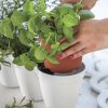 Ivy-Herb-Kit_6.jpg