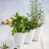 Ivy-Herb-White-6.jpg