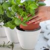 Ivy-Herb-White-9.jpg