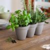 Ivy-Herbs-12.jpg