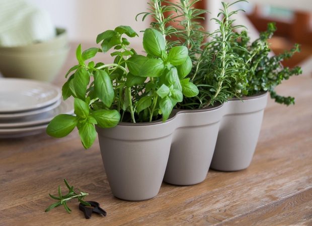 Ivy-Herbs-12.jpg