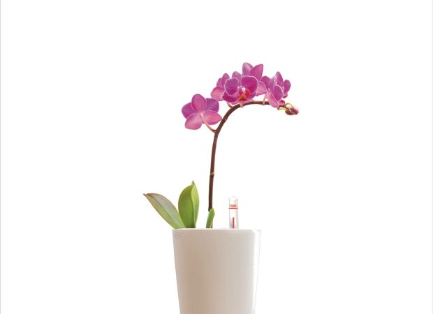 MINI-DELTINI-Main-Image.png