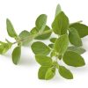 Oregano.jpg
