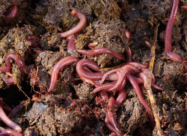 compost-worms-1000-01-1.jpg